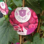 Malina - Malinový medveď (Rubus idaeus x 'Hararasp') ´RASPBEARY´® - výška 60-80 cm, kont. C5L - KRÍKOVÁ